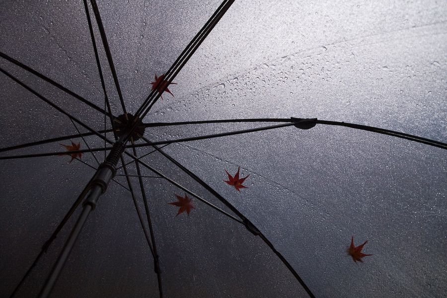 Intérieur d'un parapluie transparent avec feuilles